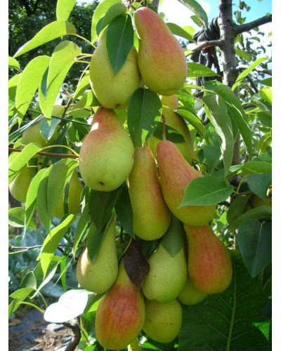 Груша звичайна Талгарська Красуня | Pyrus communis Talgarskaya Krasavitsa | Груша обыкновенная Талгарская Красавица