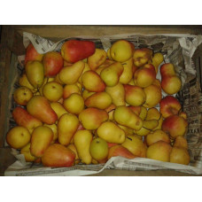 Груша звичайна Талгарська Красуня | Pyrus communis Talgarskaya Krasavitsa | Груша обыкновенная Талгарская Красавица