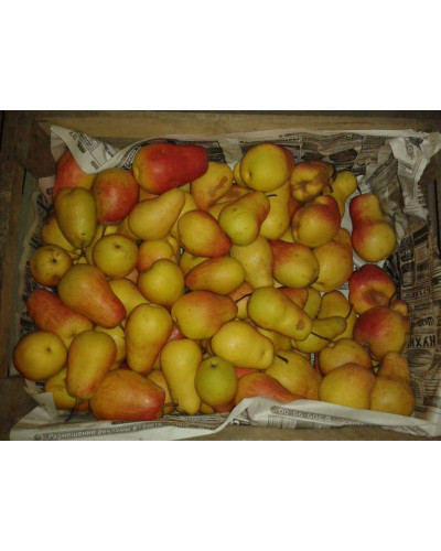 Груша звичайна Талгарська Красуня | Pyrus communis Talgarskaya Krasavitsa | Груша обыкновенная Талгарская Красавица