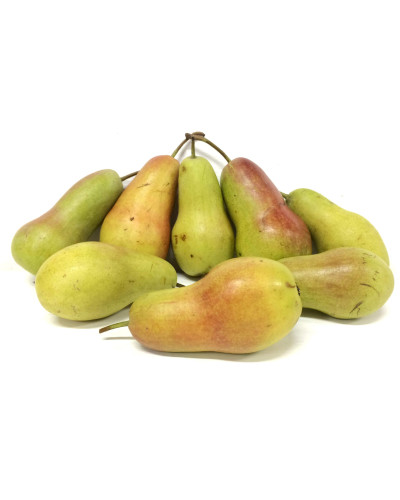 Груша звичайна Талгарська Красуня | Pyrus communis Talgarskaya Krasavitsa | Груша обыкновенная Талгарская Красавица
