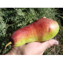 Груша звичайна Талгарська Красуня | Pyrus communis Talgarskaya Krasavitsa | Груша обыкновенная Талгарская Красавица