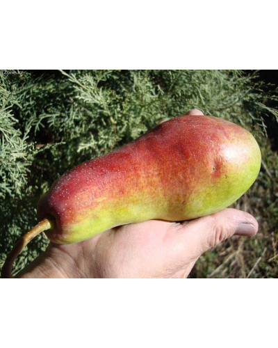 Груша звичайна Талгарська Красуня | Pyrus communis Talgarskaya Krasavitsa | Груша обыкновенная Талгарская Красавица