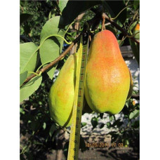 Груша звичайна Талгарська Красуня | Pyrus communis Talgarskaya Krasavitsa | Груша обыкновенная Талгарская Красавица