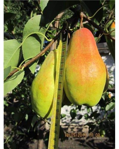 Груша звичайна Талгарська Красуня | Pyrus communis Talgarskaya Krasavitsa | Груша обыкновенная Талгарская Красавица
