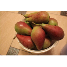 Груша звичайна Талгарська Красуня | Pyrus communis Talgarskaya Krasavitsa | Груша обыкновенная Талгарская Красавица