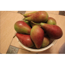 Груша звичайна Талгарська Красуня | Pyrus communis Talgarskaya Krasavitsa | Груша обыкновенная Талгарская Красавица