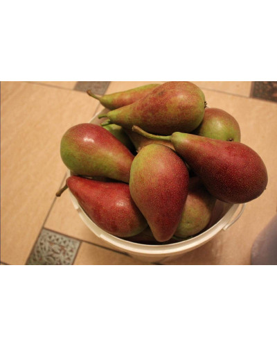 Груша звичайна Талгарська Красуня | Pyrus communis Talgarskaya Krasavitsa | Груша обыкновенная Талгарская Красавица