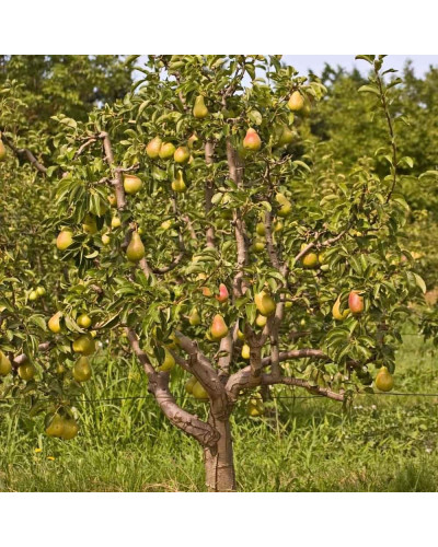 Груша звичайна Талгарська Красуня | Pyrus communis Talgarskaya Krasavitsa | Груша обыкновенная Талгарская Красавица