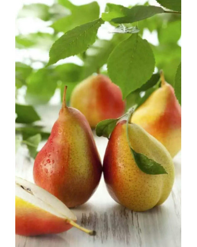 Груша звичайна Талгарська Красуня | Pyrus communis Talgarskaya Krasavitsa | Груша обыкновенная Талгарская Красавица