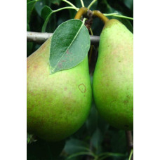 Груша колоновидна Листопадова | Pyrus сolumnar Noyabrskaya | Груша колоновидная Ноябрьская