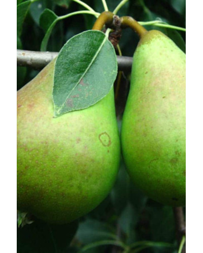 Груша колоновидна Листопадова | Pyrus сolumnar Noyabrskaya | Груша колоновидная Ноябрьская