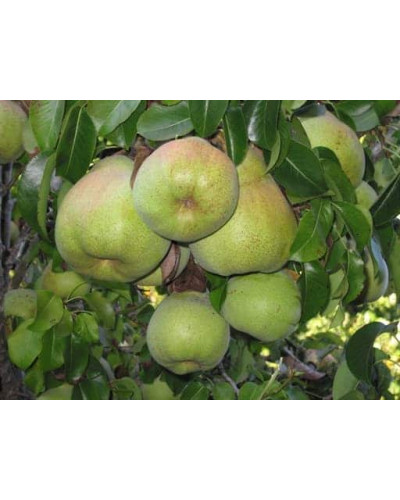 Груша колоновидна Листопадова | Pyrus сolumnar Noyabrskaya | Груша колоновидная Ноябрьская