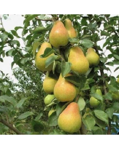 Груша колоновидна Листопадова | Pyrus сolumnar Noyabrskaya | Груша колоновидная Ноябрьская