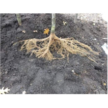 Груша колоновидна Листопадова | Pyrus сolumnar Noyabrskaya | Груша колоновидная Ноябрьская