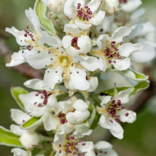 Груша колоновидна Листопадова | Pyrus сolumnar Noyabrskaya | Груша колоновидная Ноябрьская