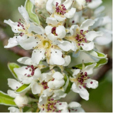 Груша колоновидна Листопадова | Pyrus сolumnar Noyabrskaya | Груша колоновидная Ноябрьская