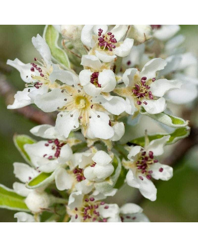Груша колоновидна Листопадова | Pyrus сolumnar Noyabrskaya | Груша колоновидная Ноябрьская