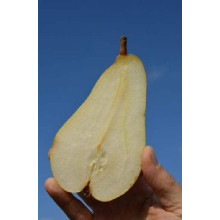 Груша колоновидна Листопадова | Pyrus сolumnar Noyabrskaya | Груша колоновидная Ноябрьская