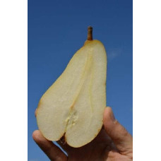 Груша колоновидна Листопадова | Pyrus сolumnar Noyabrskaya | Груша колоновидная Ноябрьская