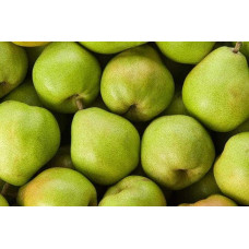 Груша колоновидна Листопадова | Pyrus сolumnar Noyabrskaya | Груша колоновидная Ноябрьская