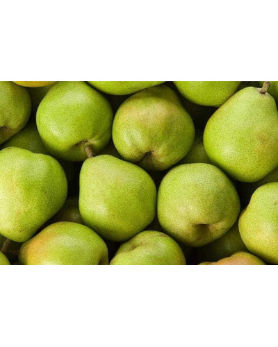 Груша колоновидна Листопадова | Pyrus сolumnar Noyabrskaya | Груша колоновидная Ноябрьская