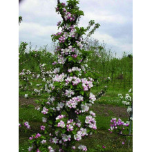 Груша колоновидна Листопадова | Pyrus сolumnar Noyabrskaya | Груша колоновидная Ноябрьская