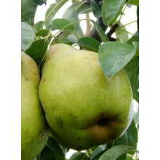 Груша колоновидна Листопадова | Pyrus сolumnar Noyabrskaya | Груша колоновидная Ноябрьская