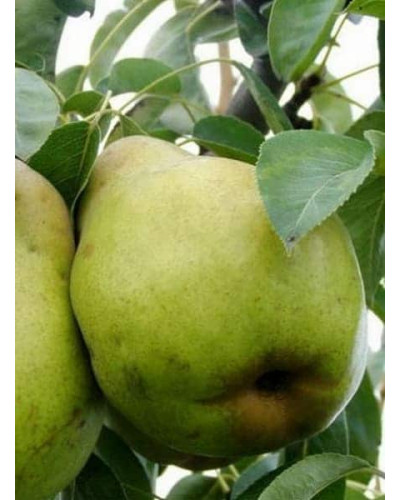 Груша колоновидна Листопадова | Pyrus сolumnar Noyabrskaya | Груша колоновидная Ноябрьская