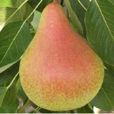 Груша колоновидна Листопадова | Pyrus сolumnar Noyabrskaya | Груша колоновидная Ноябрьская
