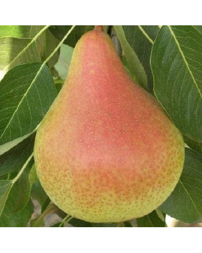 Груша колоновидна Листопадова | Pyrus сolumnar Noyabrskaya | Груша колоновидная Ноябрьская