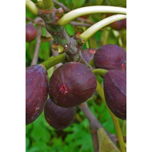 Інжир ремонтантний Брунсвік | Ficus carica Brunswick | Инжир ремонтантный Брунсвик