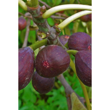 Інжир ремонтантний Брунсвік | Ficus carica Brunswick | Инжир ремонтантный Брунсвик