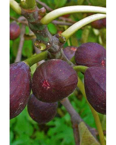 Інжир ремонтантний Брунсвік | Ficus carica Brunswick | Инжир ремонтантный Брунсвик