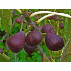 Інжир ремонтантний Брунсвік | Ficus carica Brunswick | Инжир ремонтантный Брунсвик