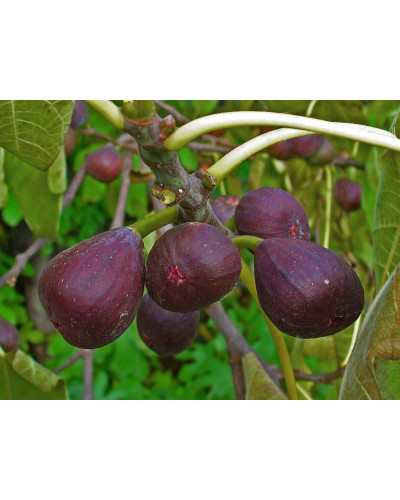 Інжир ремонтантний Брунсвік | Ficus carica Brunswick | Инжир ремонтантный Брунсвик