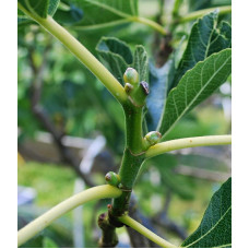 Інжир ремонтантний Брунсвік | Ficus carica Brunswick | Инжир ремонтантный Брунсвик