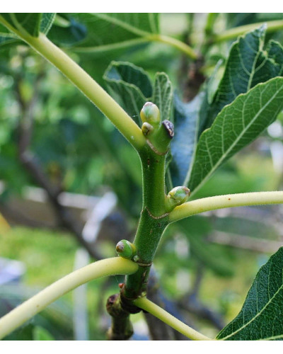 Інжир ремонтантний Брунсвік | Ficus carica Brunswick | Инжир ремонтантный Брунсвик