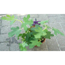 Інжир ремонтантний Брунсвік | Ficus carica Brunswick | Инжир ремонтантный Брунсвик