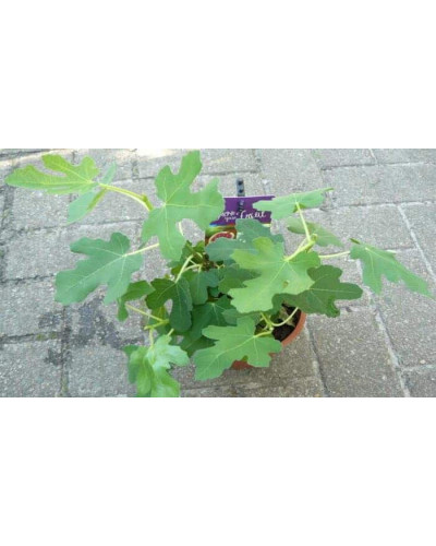 Інжир ремонтантний Брунсвік | Ficus carica Brunswick | Инжир ремонтантный Брунсвик