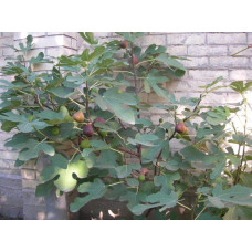 Інжир ремонтантний Брунсвік | Ficus carica Brunswick | Инжир ремонтантный Брунсвик
