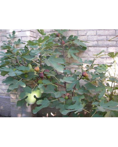 Інжир ремонтантний Брунсвік | Ficus carica Brunswick | Инжир ремонтантный Брунсвик