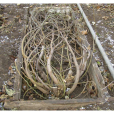 Інжир ремонтантний Брунсвік | Ficus carica Brunswick | Инжир ремонтантный Брунсвик