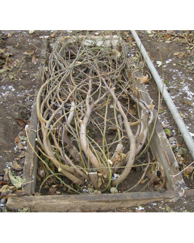 Інжир ремонтантний Брунсвік | Ficus carica Brunswick | Инжир ремонтантный Брунсвик