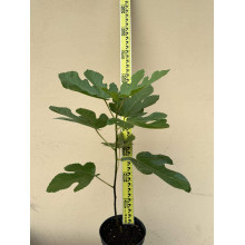 Інжир ремонтантний Брунсвік | Ficus carica Brunswick | Инжир ремонтантный Брунсвик