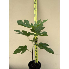 Інжир ремонтантний Брунсвік | Ficus carica Brunswick | Инжир ремонтантный Брунсвик