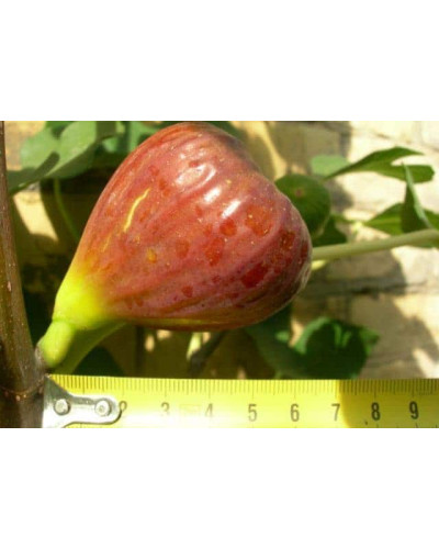 Інжир ремонтантний Брунсвік | Ficus carica Brunswick | Инжир ремонтантный Брунсвик