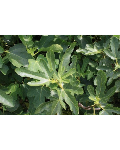 Інжир ремонтантний Брунсвік | Ficus carica Brunswick | Инжир ремонтантный Брунсвик