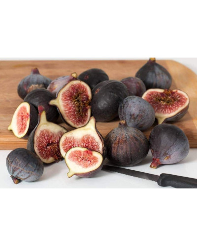 Інжир ремонтантний Брунсвік | Ficus carica Brunswick | Инжир ремонтантный Брунсвик