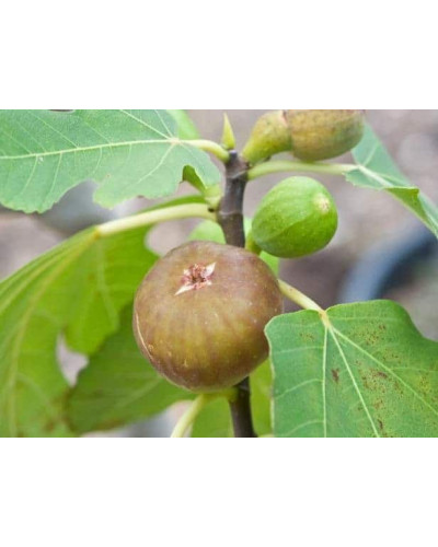 Інжир ремонтантний Брунсвік | Ficus carica Brunswick | Инжир ремонтантный Брунсвик
