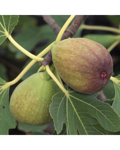Інжир ремонтантний Брунсвік | Ficus carica Brunswick | Инжир ремонтантный Брунсвик